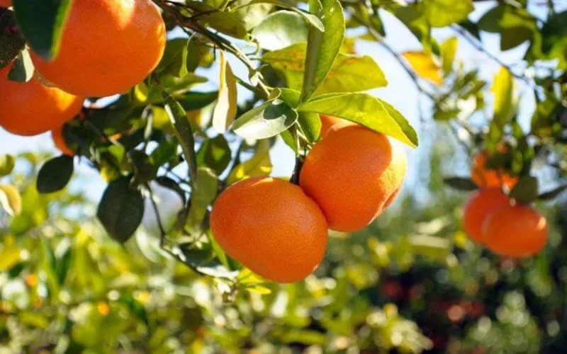Pourquoi il y aura moins d'agrumes cette année ?
