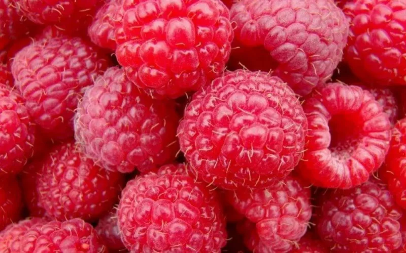 Les agriculteurs espagnols se plaignent de la concurrence de la framboise marocaine