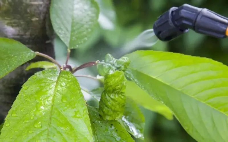 Glyphosate : les exportateurs marocains sur la sellette