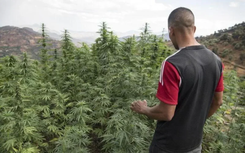 Maroc : le cannabis, une préoccupation nationale