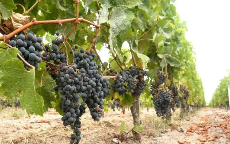 Italie : quatre Marocains condamnés pour exploitation de migrants