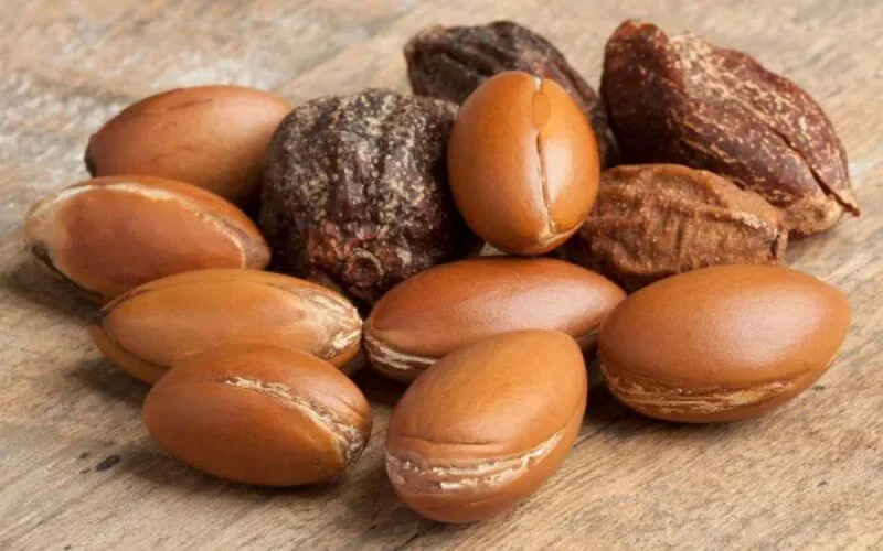 Arganier : plantation de 100 hectares à Chtouka Ait Baha