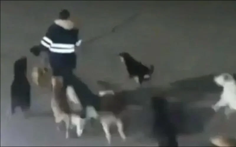 Maroc : l'enfant défiguré par des chiens errants va (un peu) mieux