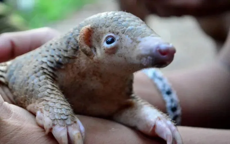 Elle fait escale au Maroc avec l'animal responsable du coronavirus