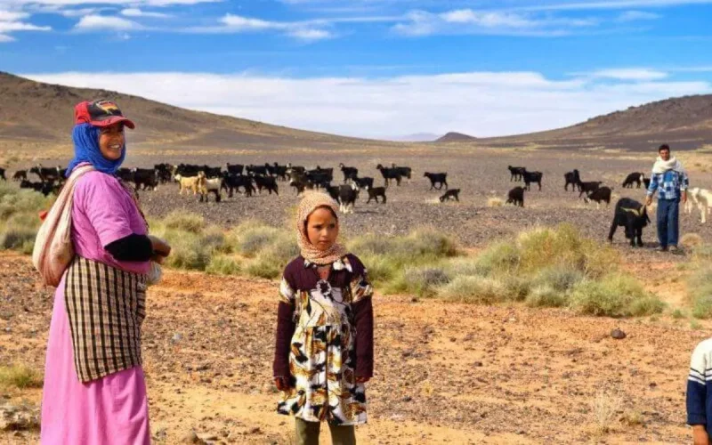 Maroc : la farine utilisée pour combler le manque de pâturages