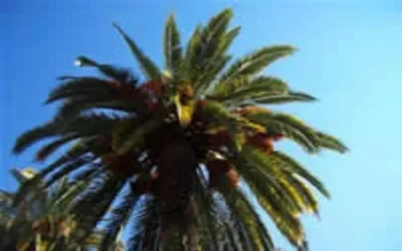  Un jardin oriental à Berlin