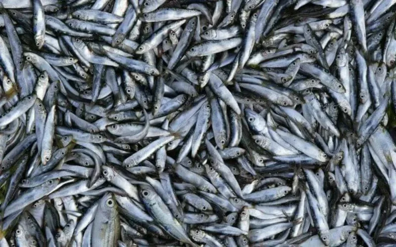 Maroc : dégringolade du prix du poisson