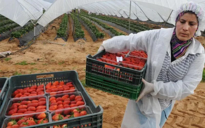 Des ouvrières marocaines , victimes collatérales de la fermeture des frontières