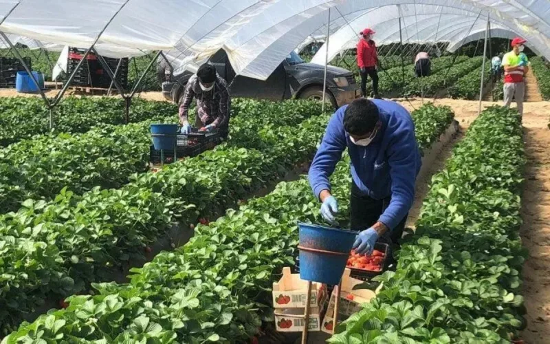 Espagne : les Marocains exigent leur régularisation pour sauver la saison agricole