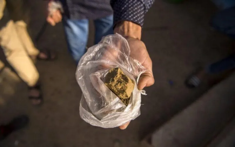 France : le cannabis marocain de plus en plus cher