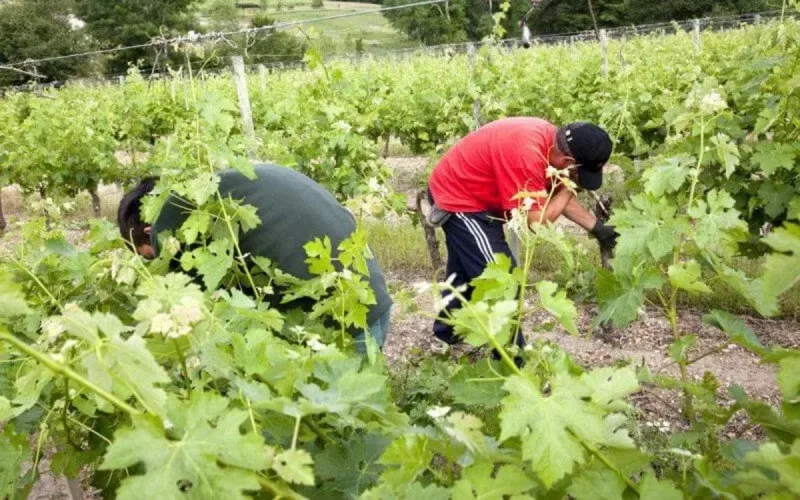 Lot-et-Garonne : la main-d'œuvre marocaine toujours au rendez-vous