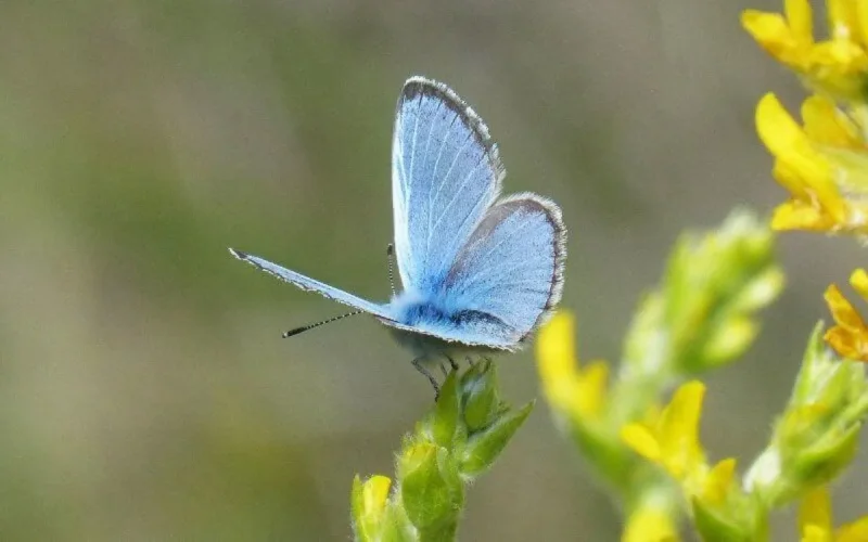 Un papillon disparu depuis des siècles retrouvé près de Chefchaouen