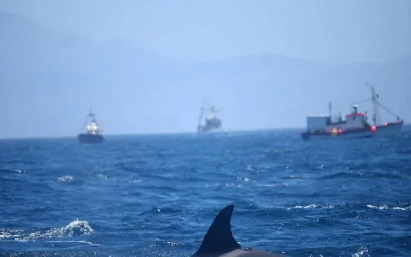 Disparition inquiétante de quatre pêcheurs au large de Gibraltar