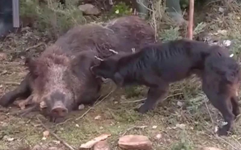 La ville de Rabat fait la chasse aux sangliers