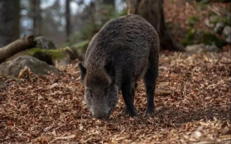Le sangliers profitent du confinement pour proliférer à Rabat 