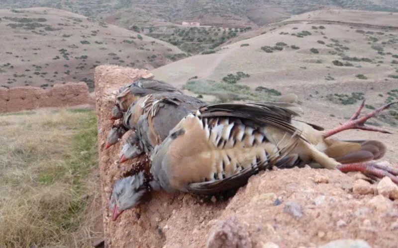 Maroc : les braconniers profitent de l'état d'urgence sanitaire