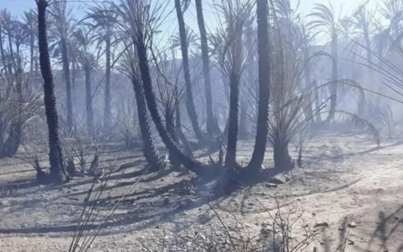 La palmeraie de Zagora ravagée par les flammes