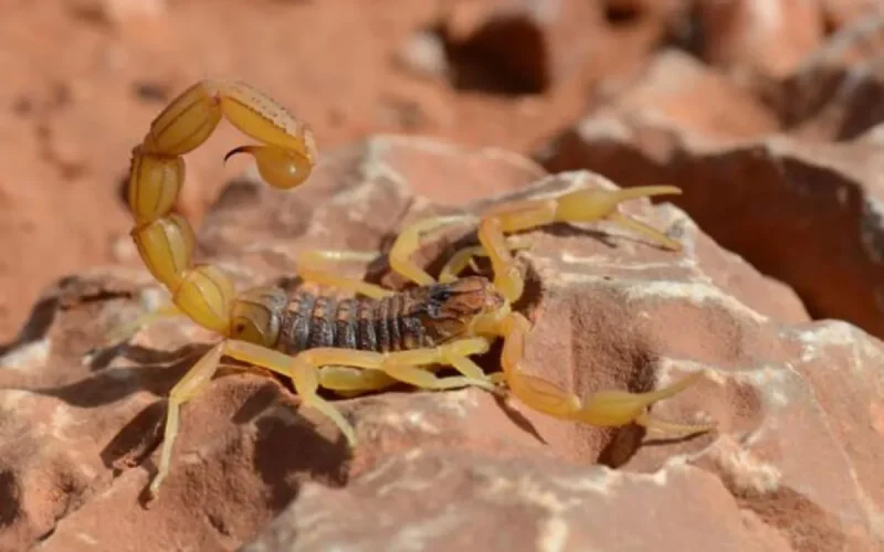 Maroc : un scorpion (et l'absence d'antidote) tue un enfant