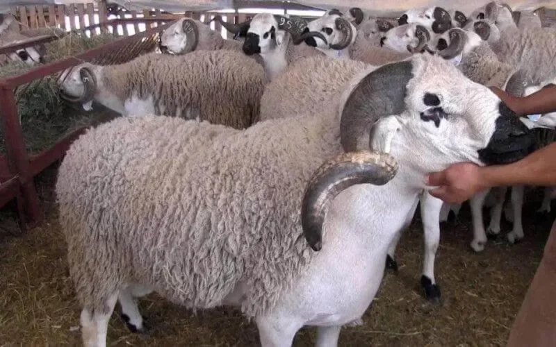 Maroc : l'Aïd el-adha aura-t-il lieu cette année ?