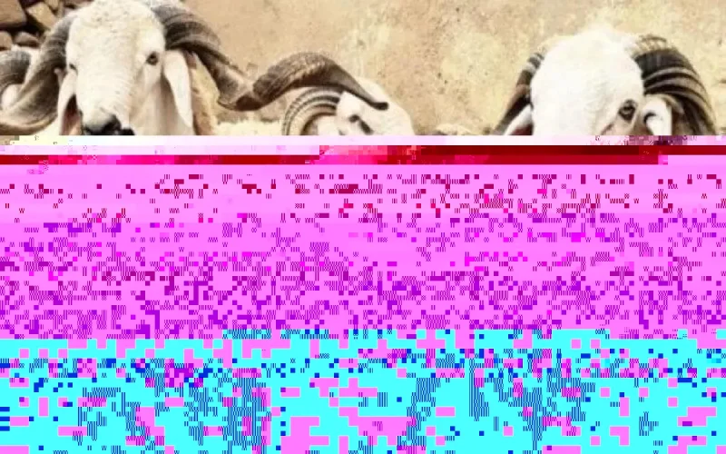 L'Aïd Al-Adha annulé à Ceuta