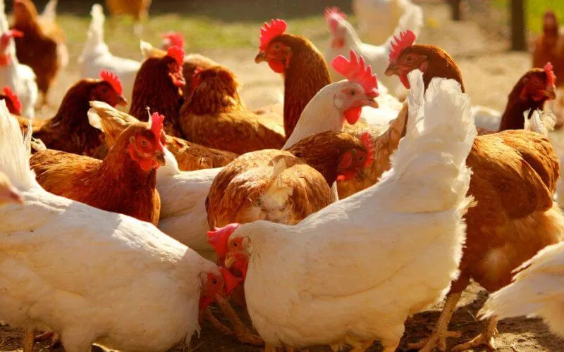 Maroc : le coronavirus a mis à genoux le secteur avicole