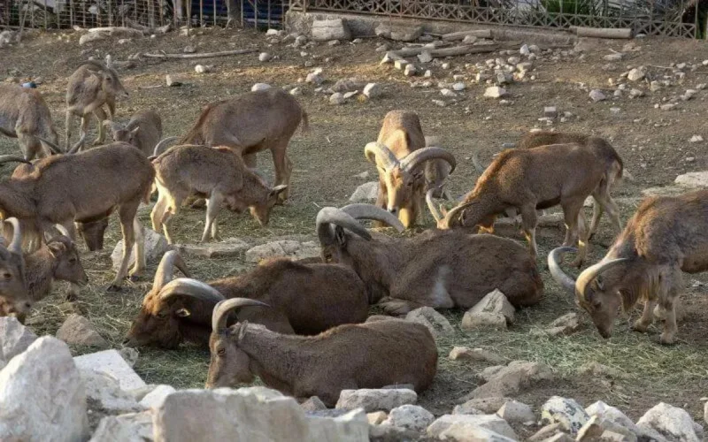 Agadir : une pétition pour sauver les animaux du parc de la Vallée des oiseaux