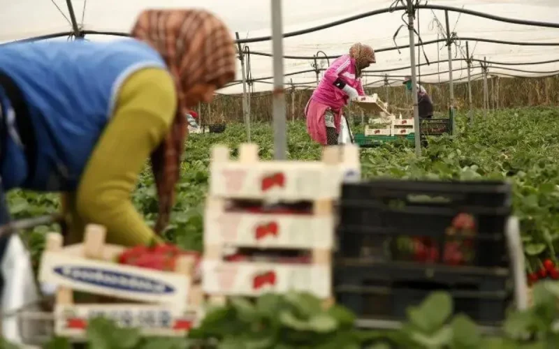 L'ONU juge "déplorables" les conditions de travail des saisonnières marocaines en Espagne