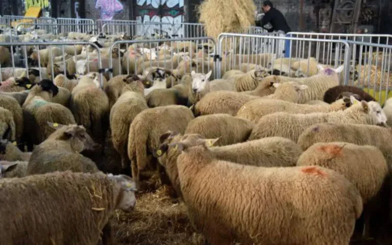 À quelle date les musulmans de France vont-ils célébrer l'Aïd al-Adha ?