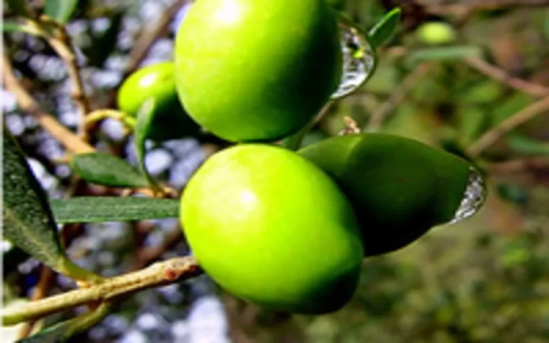 l'huile d'olive marocaine à Seattle