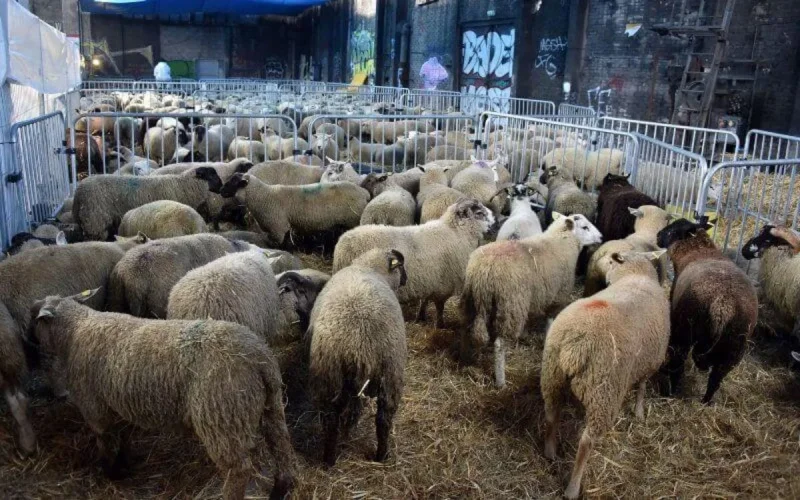 France : déjà des restrictions pour l'Aid al adha