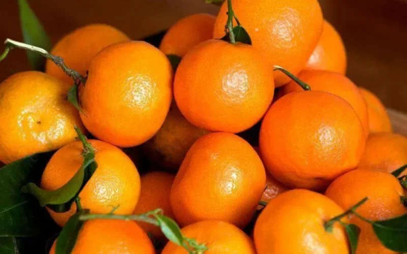 Clémentines et mandarines : le Maroc maintient sa place de 4ème producteur mondial 
