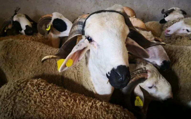 Aïd Al-Adha 1441 : pas de bouchers sans tests de dépistage au Covid-19