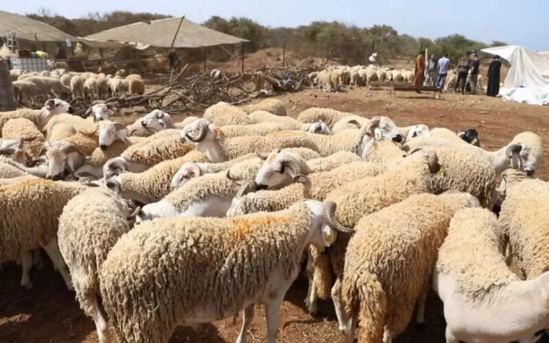 Maroc : la date de l'Aïd al-Adha 2020 désormais connue