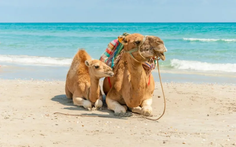 Une bonne nouvelle pour les professionnels du tourisme et les vacanciers 