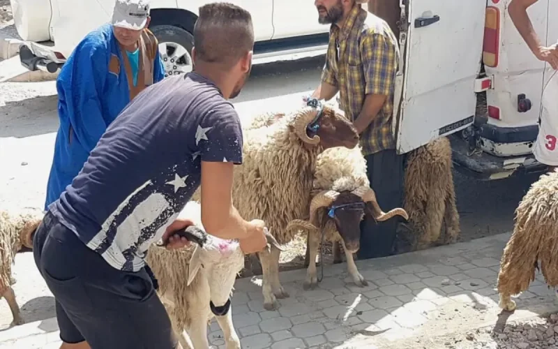 Aïd Al-Adha : les autorités marocaines jouent la carte de la prévention 