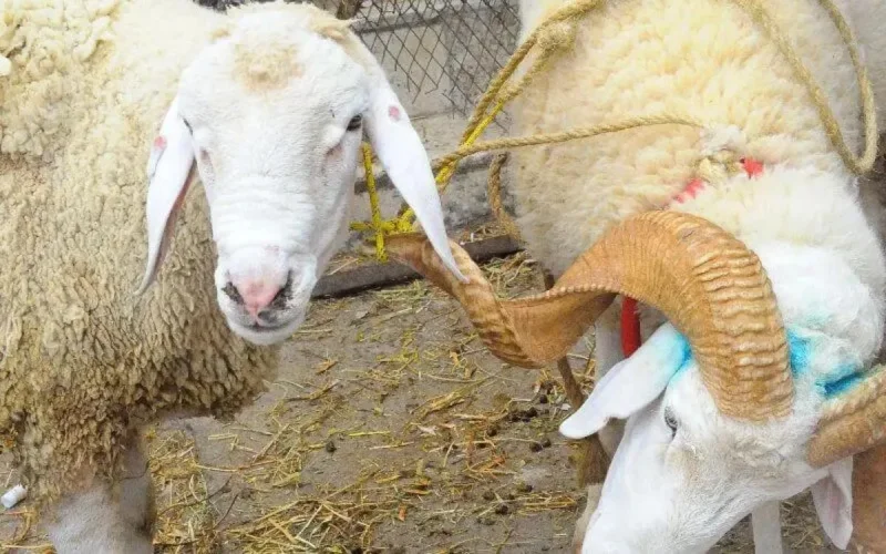 Aïd el Adha : voici la date fixée par l'Arabie saoudite 