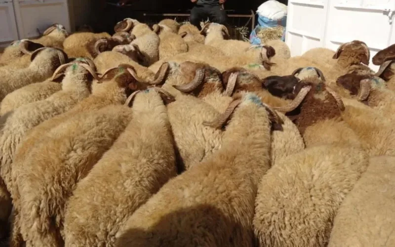 Ceuta : autorités locales et musulmans réfléchissent sur l'Aïd Al Adha