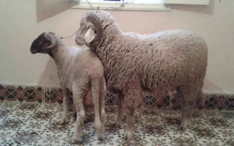 La date officielle de l'Aïd Al Adha au Maroc connue