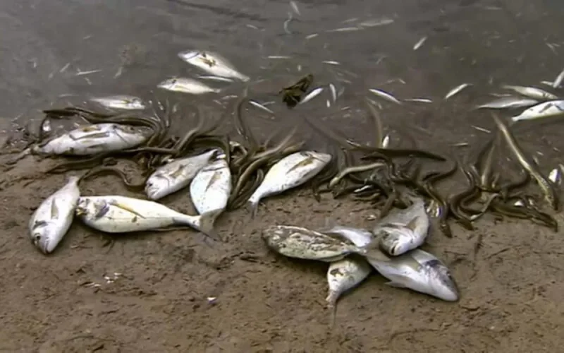 Mortalité de poissons au lac de Sidi Boughaba : pas de pollution chimique ou organique