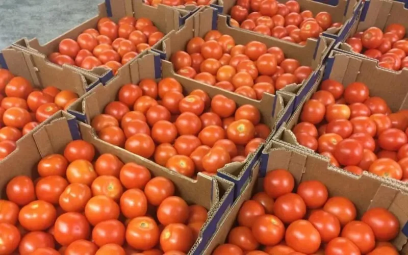 L'Espagne craint la tomate marocaine