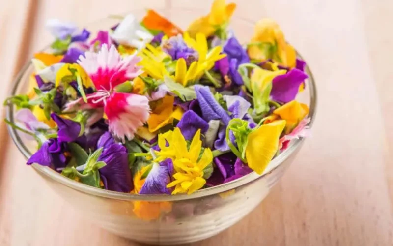 Fleur comestible : le Maroc, gros concurrent de la France