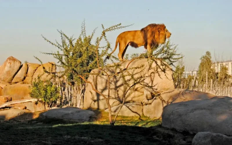 Casablanca : le zoo d'Aïn Sebaâ bientôt une réalité