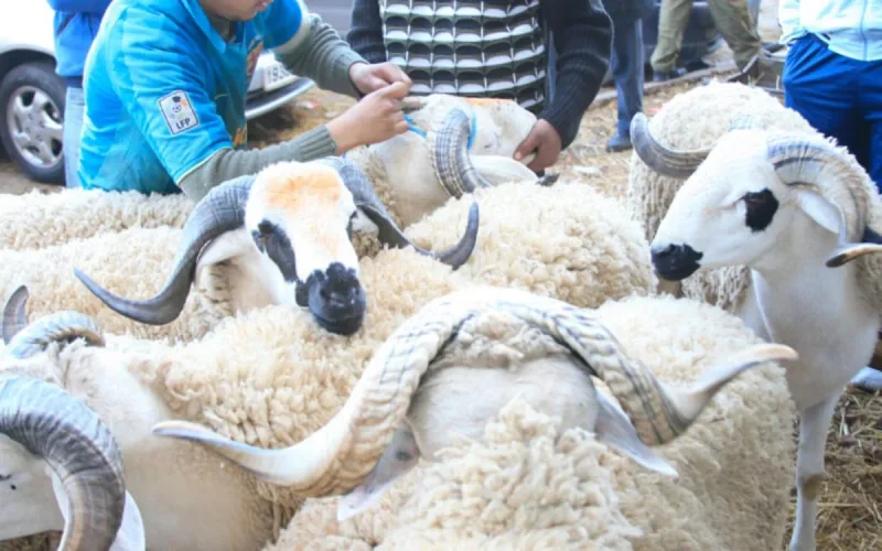 Aid Al Adha au Maroc : pourquoi le prix du mouton a-t-il chuté cette année ?