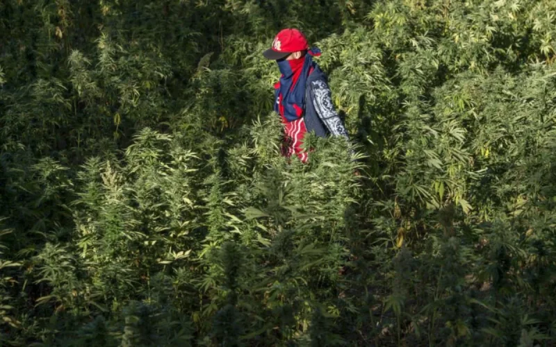 Pourquoi la législation du cannabis s'impose au Maroc