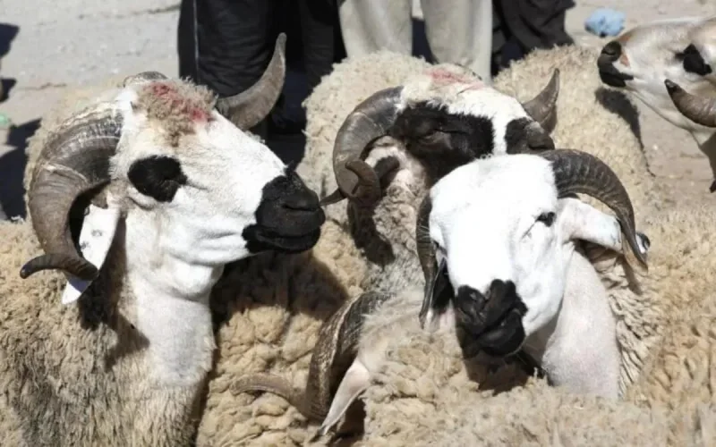 Aïd Al-Adha : la situation s'envenime chez les éleveurs