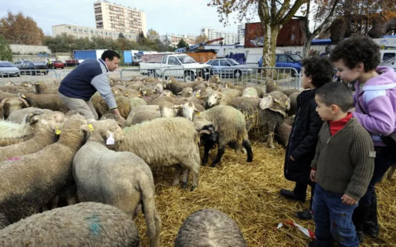 Aïd Al-Adha en Belgique : les recommandations de l'EMB