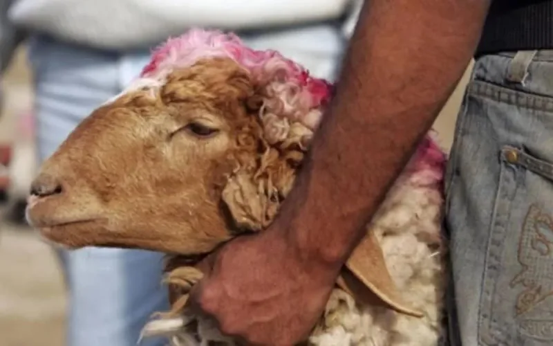 Aïd Al-Adha : ce que vous n'avez pas le droit de faire