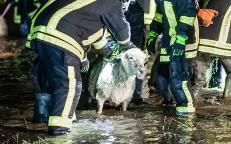 Lyon : des moutons retrouvés morts dans le Rhône