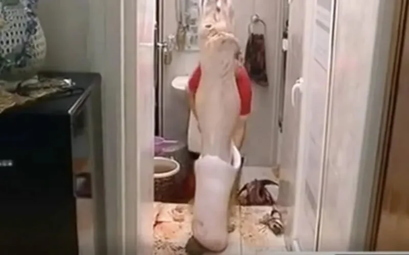 Comment s'est passé l'Aid al adha pour les bouchers ? (vidéo)