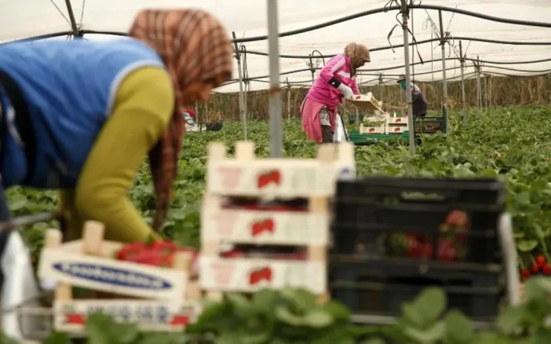 Emplois saisonniers : l'Espagne ne veut plus dépendre du Maroc